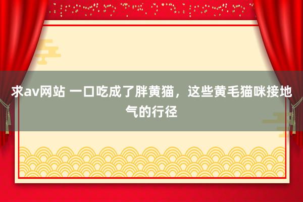 求av网站 一口吃成了胖黄猫，这些黄毛猫咪接地气的行径