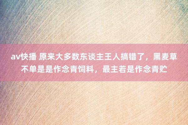 av快播 原来大多数东谈主王人搞错了，黑麦草不单是是作念青饲料，最主若是作念青贮
